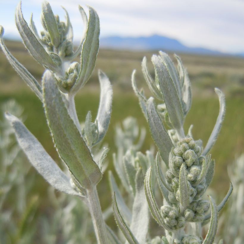 Artemisia ludoviciana var. latiloba (Follaje)