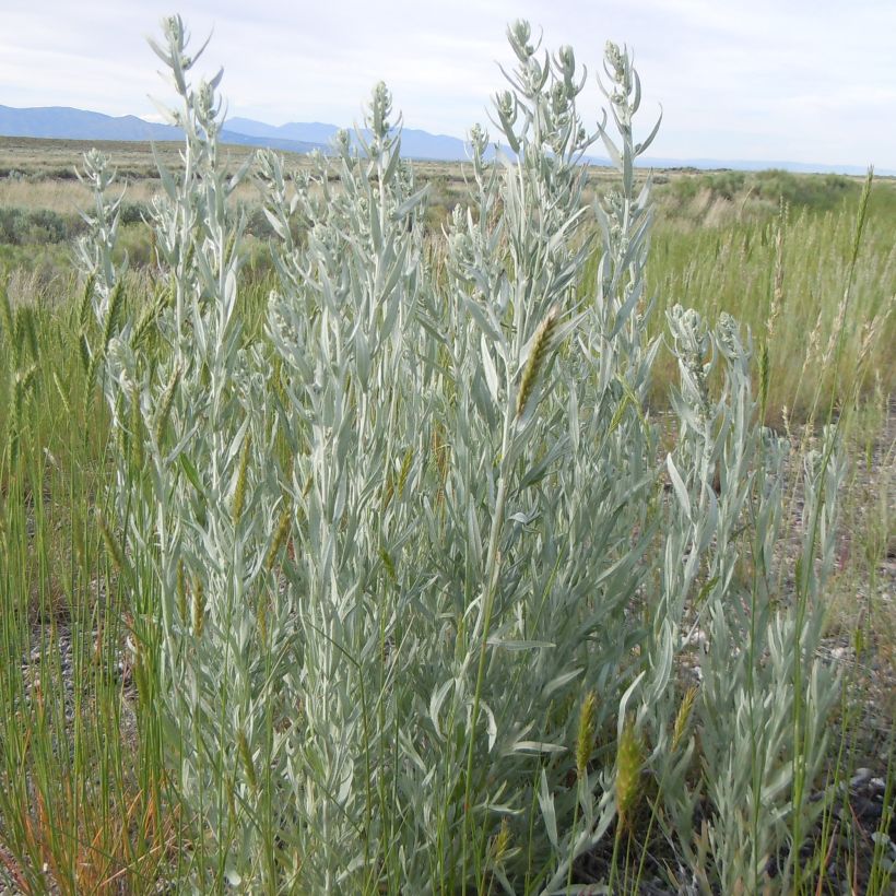 Artemisia ludoviciana var. latiloba (Porte)