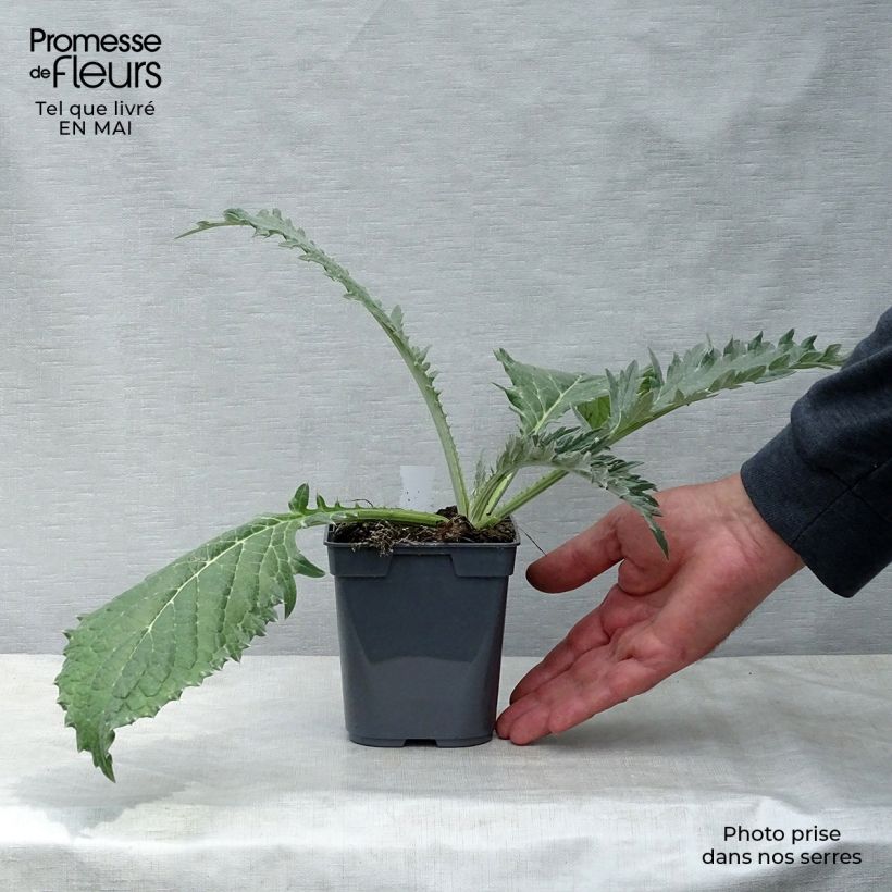 Alcachofa Gros Vert de Laon Maceta de 7/8 cm Ejemplar entregado en la primavera