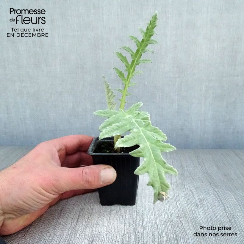 Alcachofa Violet de Provence (plantas) Maceta de 7/8 cm Ejemplar entregado en invierno