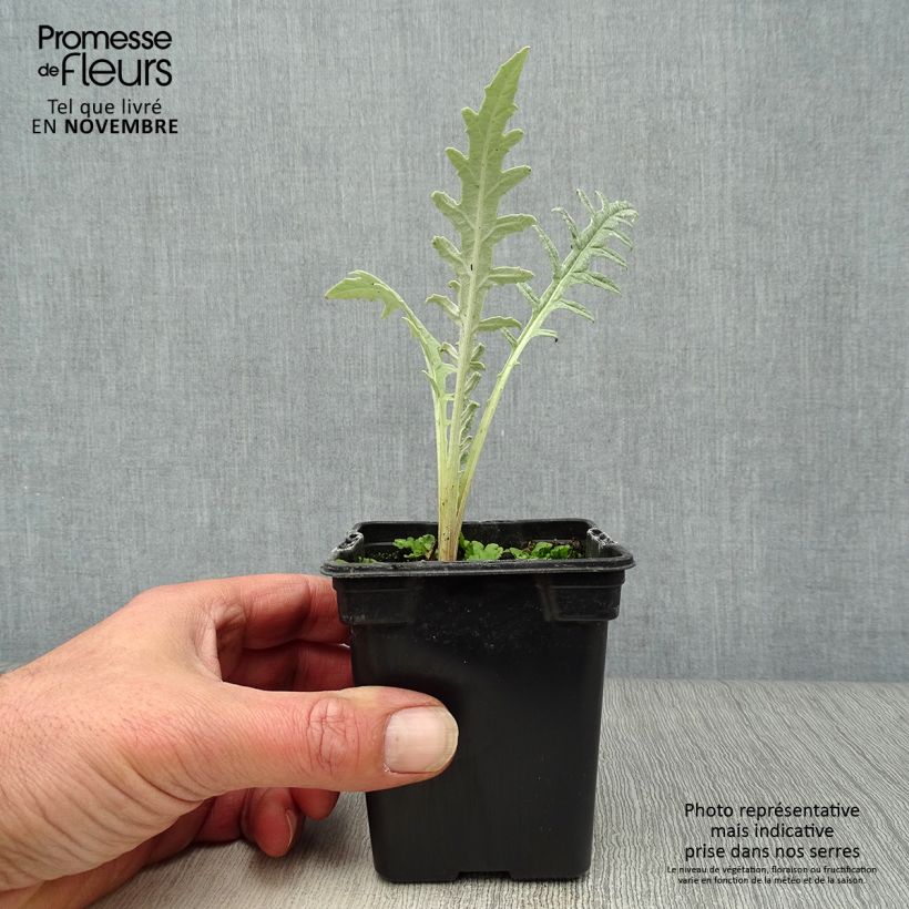 Ejemplar de Alcachofa Violet de Provence (plantas) Maceta de 7/8 cm entregado en otoño