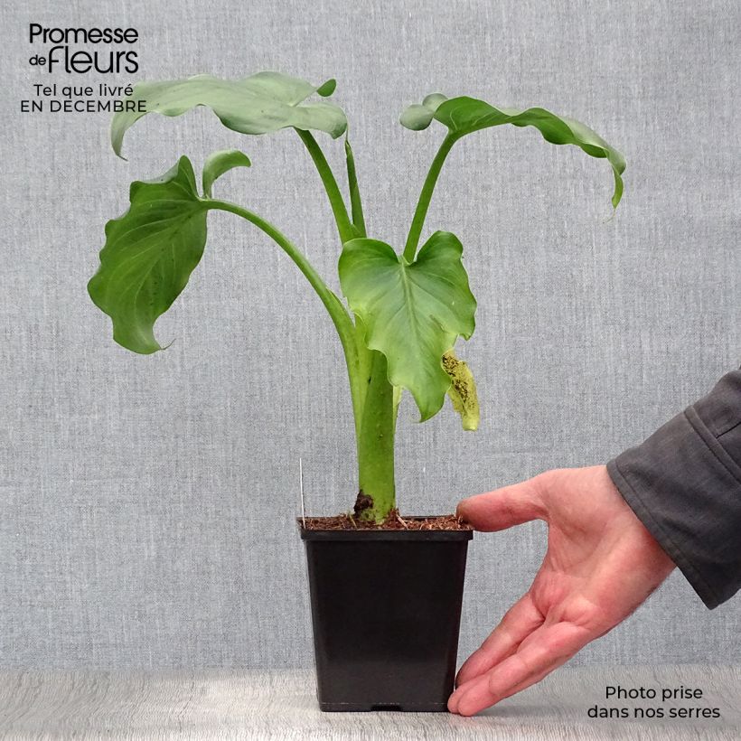 Zantedeschia aethiopica - Cala Maceta de 8/9 cm Ejemplar entregado en invierno