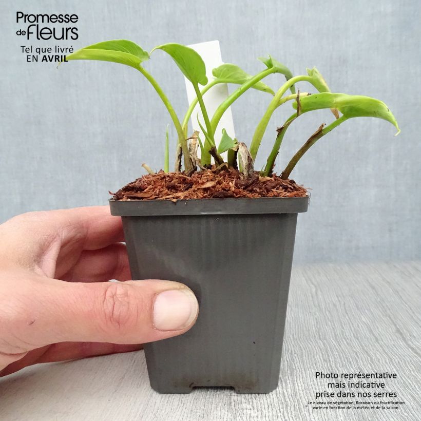 Zantedeschia aethiopica - Cala Maceta de 8/9 cm Ejemplar entregado en la primavera
