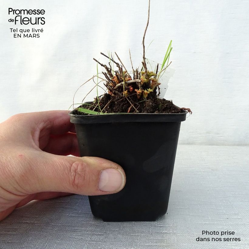 Aruncus aethusifolius - Barbas de cabra Maceta de 8/9 cm Ejemplar entregado en la primavera