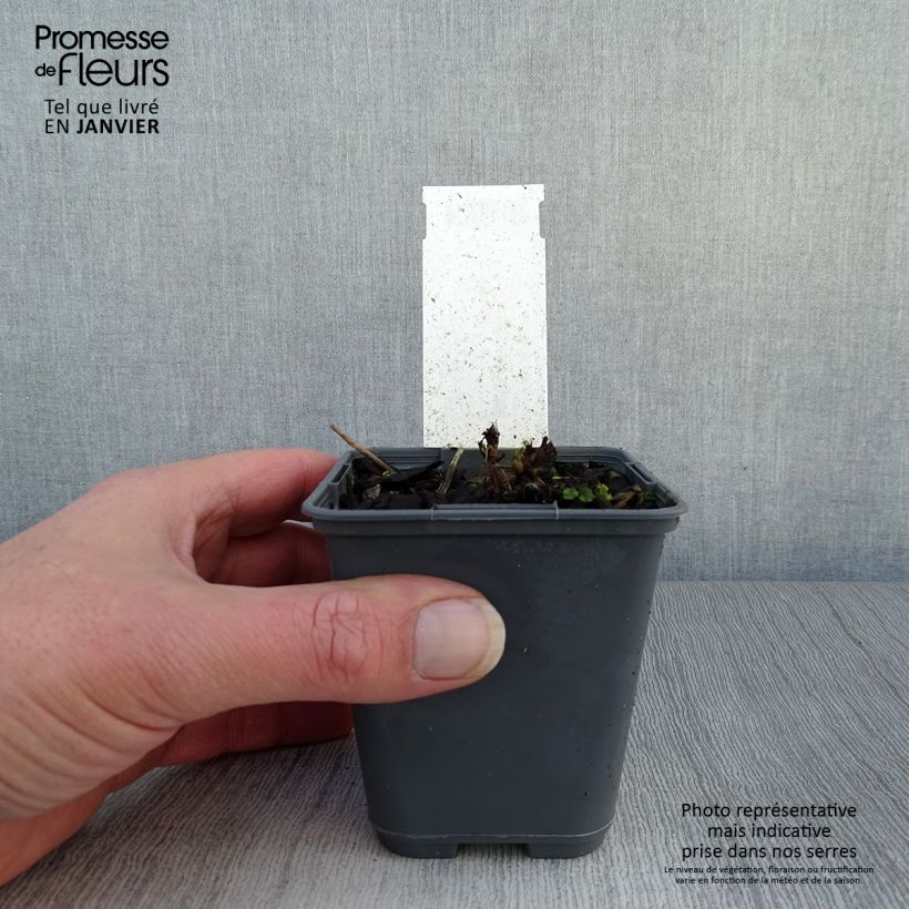 Aruncus dioïcus var. kamtschaticus Maceta de 8/9 cm Ejemplar entregado en invierno