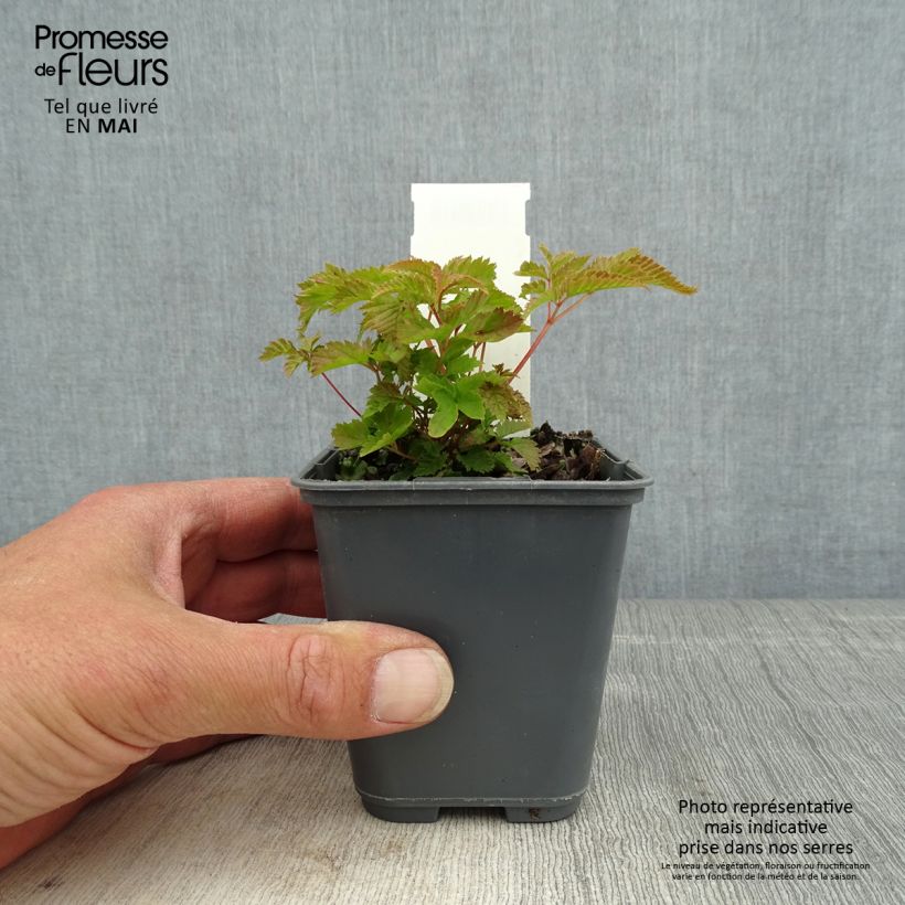 Aruncus dioïcus var. kamtschaticus Maceta de 8/9 cm Ejemplar entregado en la primavera