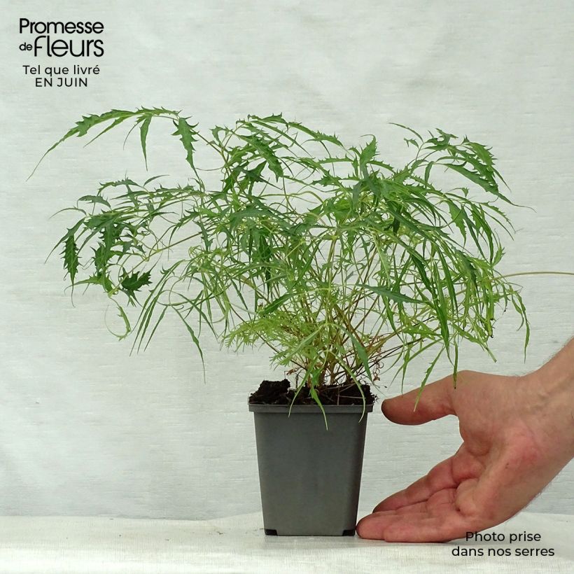 Ejemplar de Aruncus dioïcus Kneiffii Maceta de 8/9 cm entregado en verano