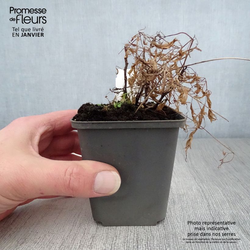 Aruncus dioïcus Kneiffii Maceta de 8/9 cm Ejemplar entregado en invierno