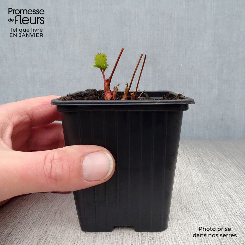 Aruncus dioïcus sylvestris Maceta de 7/8 cm Ejemplar entregado en invierno