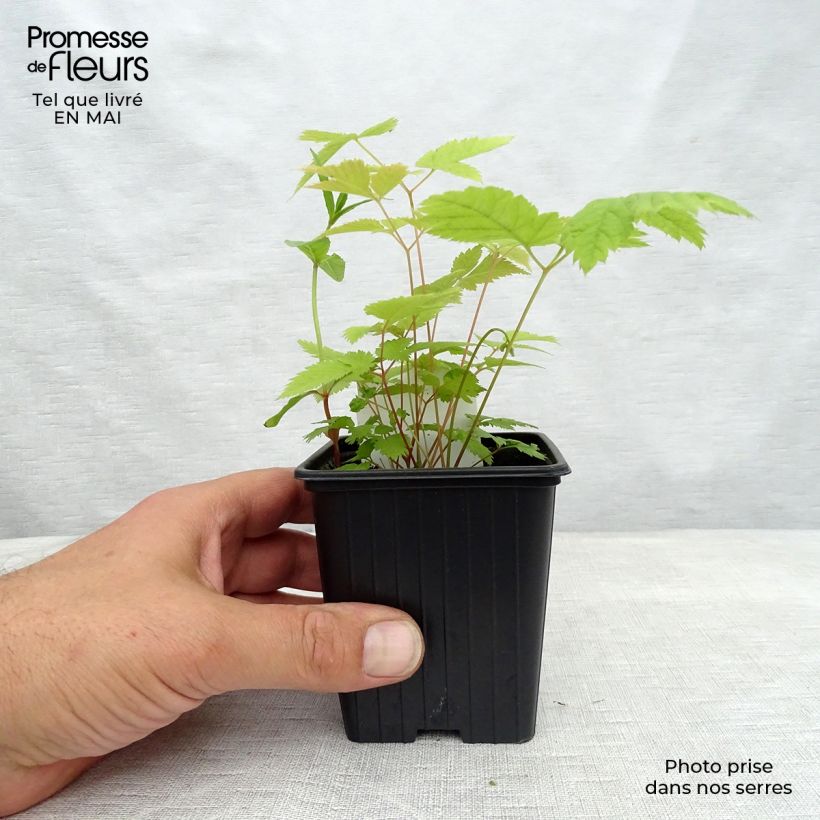 Aruncus dioïcus sylvestris Maceta de 7/8 cm Ejemplar entregado en la primavera