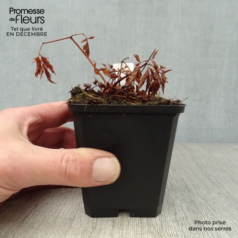 Aruncus Horatio Maceta de 8/9 cm Ejemplar entregado en invierno