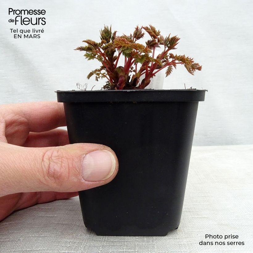 Aruncus Misty Lace Maceta de 8/9 cm Ejemplar entregado en la primavera