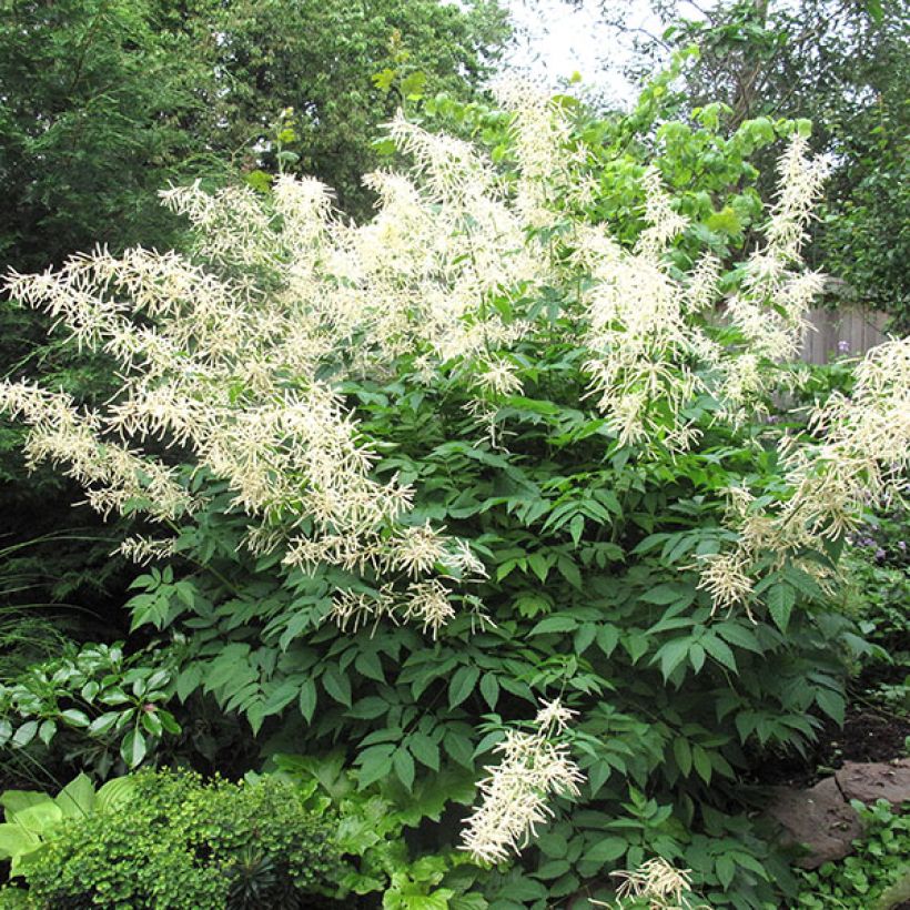Aruncus sinensis Zweiweltenkind (Porte)