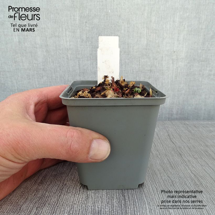 Aruncus sinensis Zweiweltenkind Maceta de 8/9 cm Ejemplar entregado en invierno