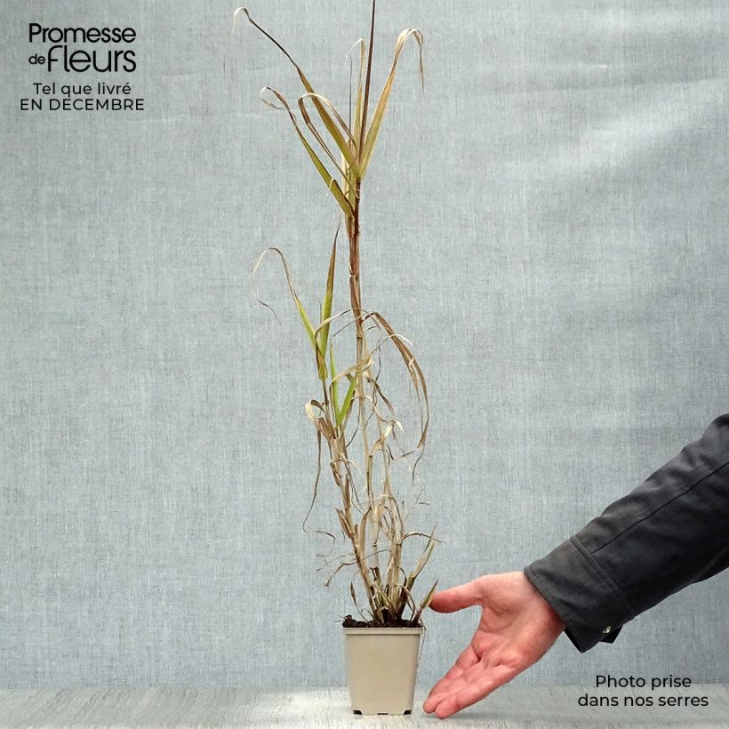 Arundo donax Aureovariegata - Caña comun Maceta de 8/9 cm Ejemplar entregado en invierno