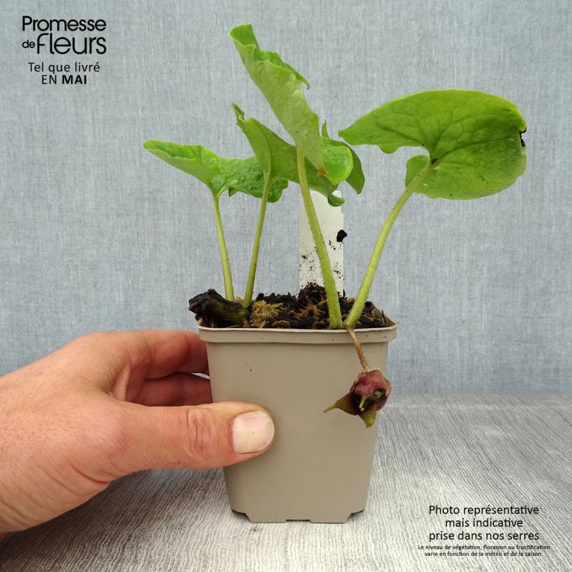 Asarum canadense - Jengibre salvaje Maceta de 8/9 cm Ejemplar entregado en la primavera