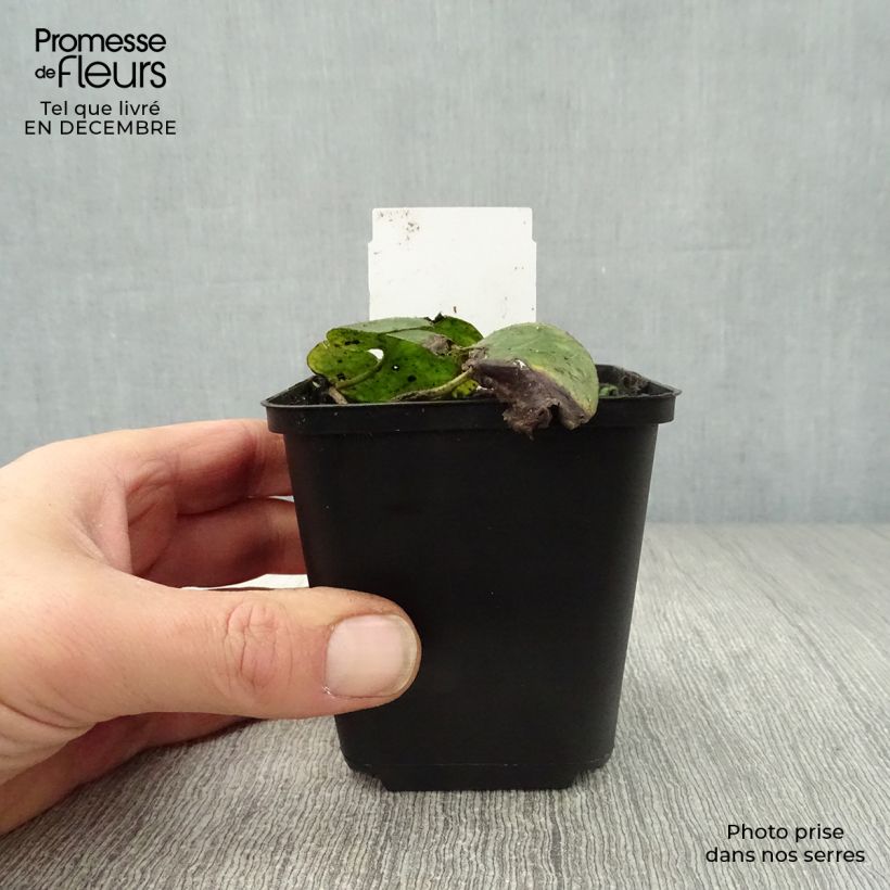 Asarum europaeum - Ásaro europeo Maceta de 8/9 cm Ejemplar entregado en invierno