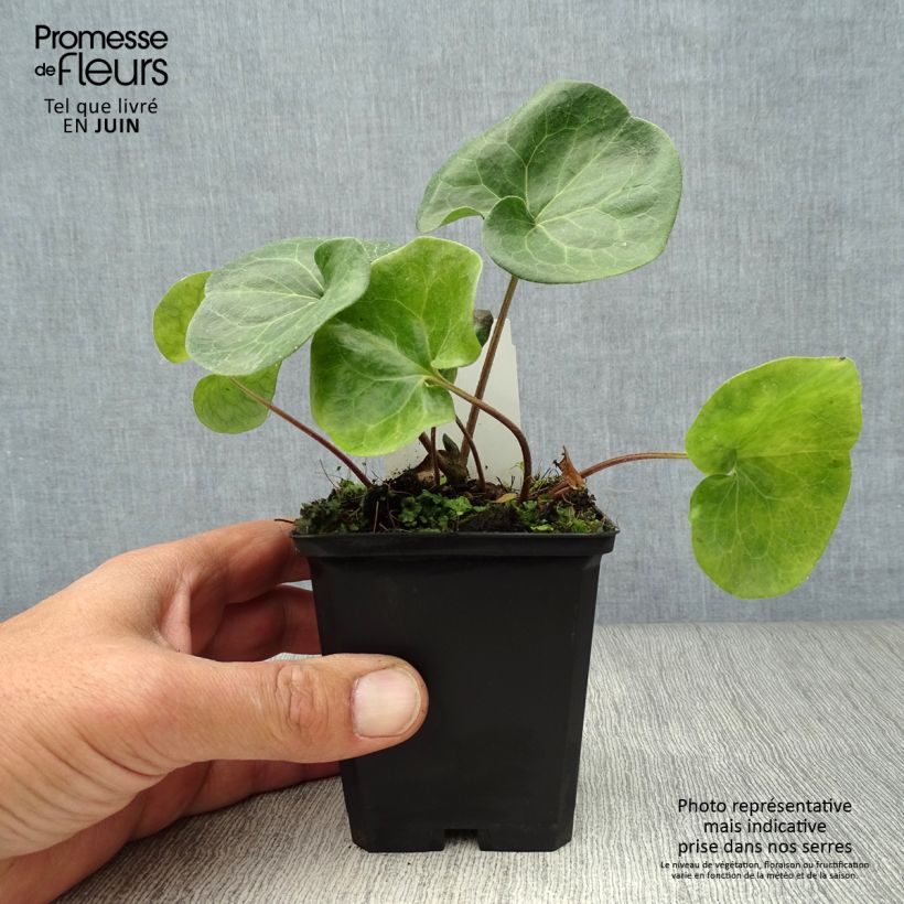 Ejemplar de Asarum europaeum - Ásaro europeo Maceta de 8/9 cm entregado en verano
