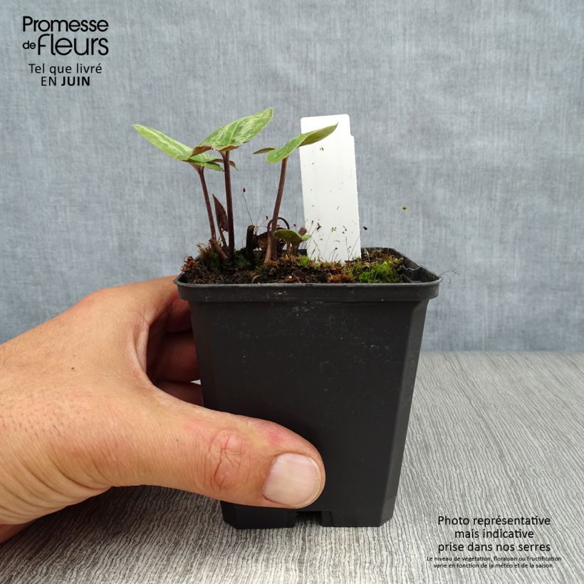 Ejemplar de Asarum maximum Ling Ling Maceta de 8/9 cm entregado en verano