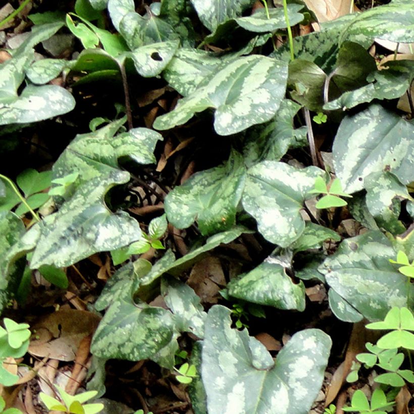 Asarum splendens - Ásaro (Follaje)