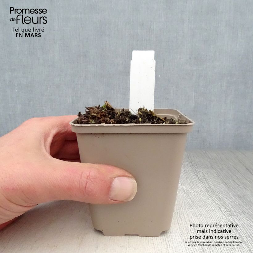 Asclepias speciosa - Algodoncillo Maceta de 8/9 cm Ejemplar entregado en la primavera