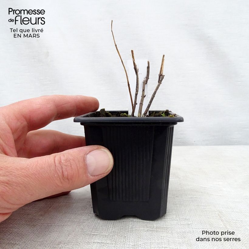 Asclepias incarnata - Algodoncillo de México Maceta de 8/9 cm Ejemplar entregado en la primavera