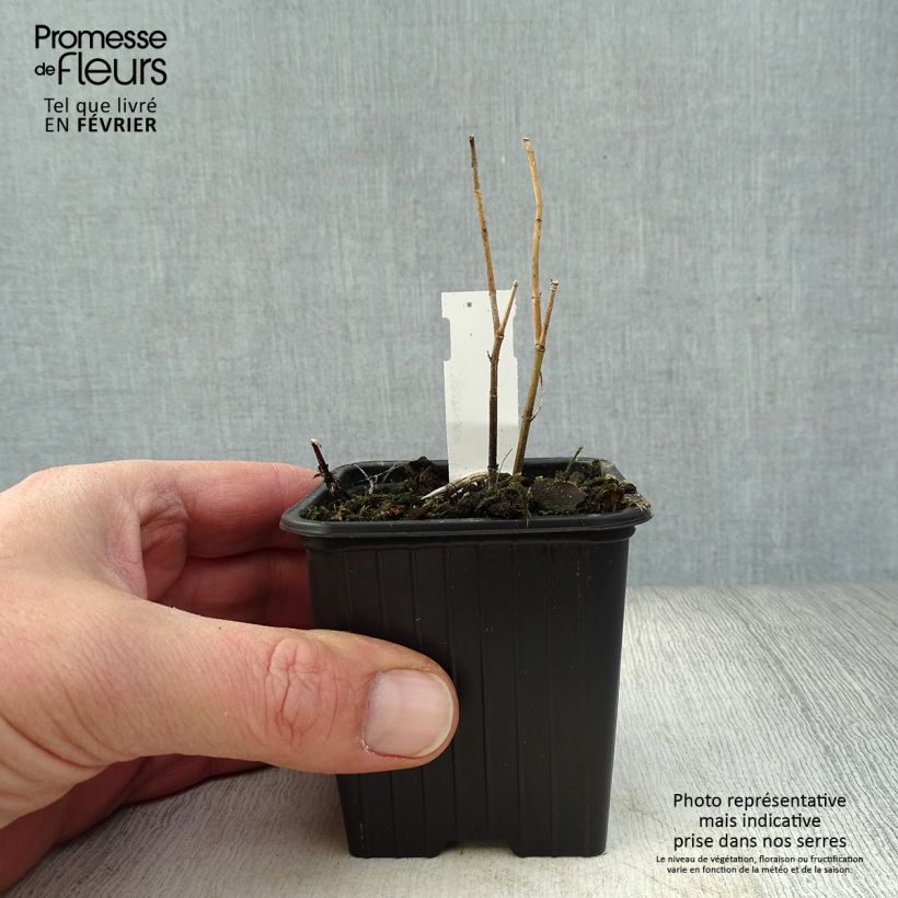 Asclepias incarnata - Algodoncillo de México Maceta de 8/9 cm Ejemplar entregado en invierno