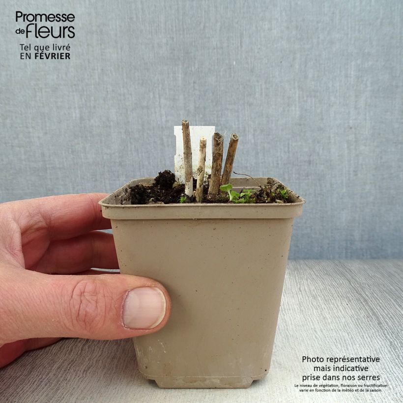 Asclepias incarnata Ice Ballet Maceta de 8/9 cm Ejemplar entregado en invierno