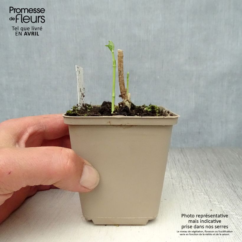 Asclepias incarnata Ice Ballet Maceta de 8/9 cm Ejemplar entregado en la primavera