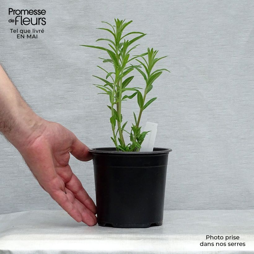 Asclepias tuberosa - Algodoncillo Maceta de 7/8 cm Ejemplar entregado en la primavera