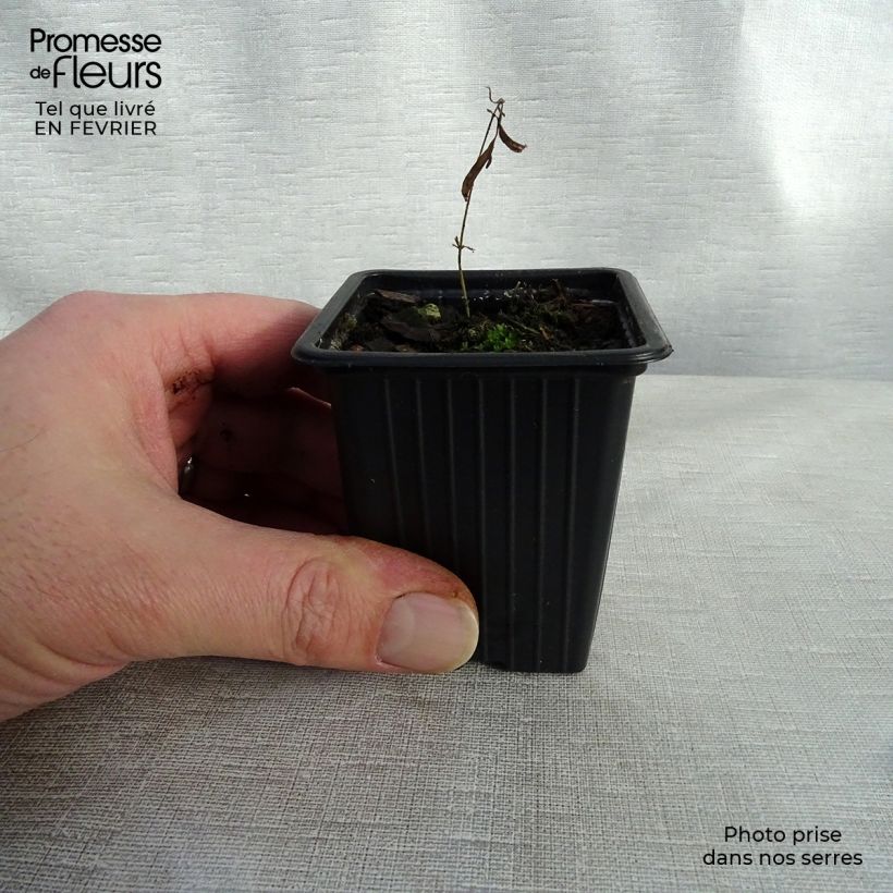 Asclepias tuberosa - Algodoncillo Maceta de 7/8 cm Ejemplar entregado en invierno