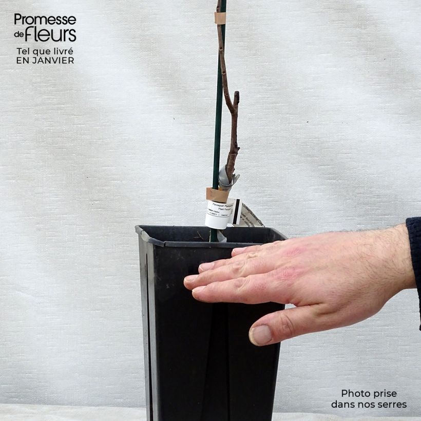 Asimina triloba Sunflower Maceta 2L/3L Ejemplar entregado en invierno