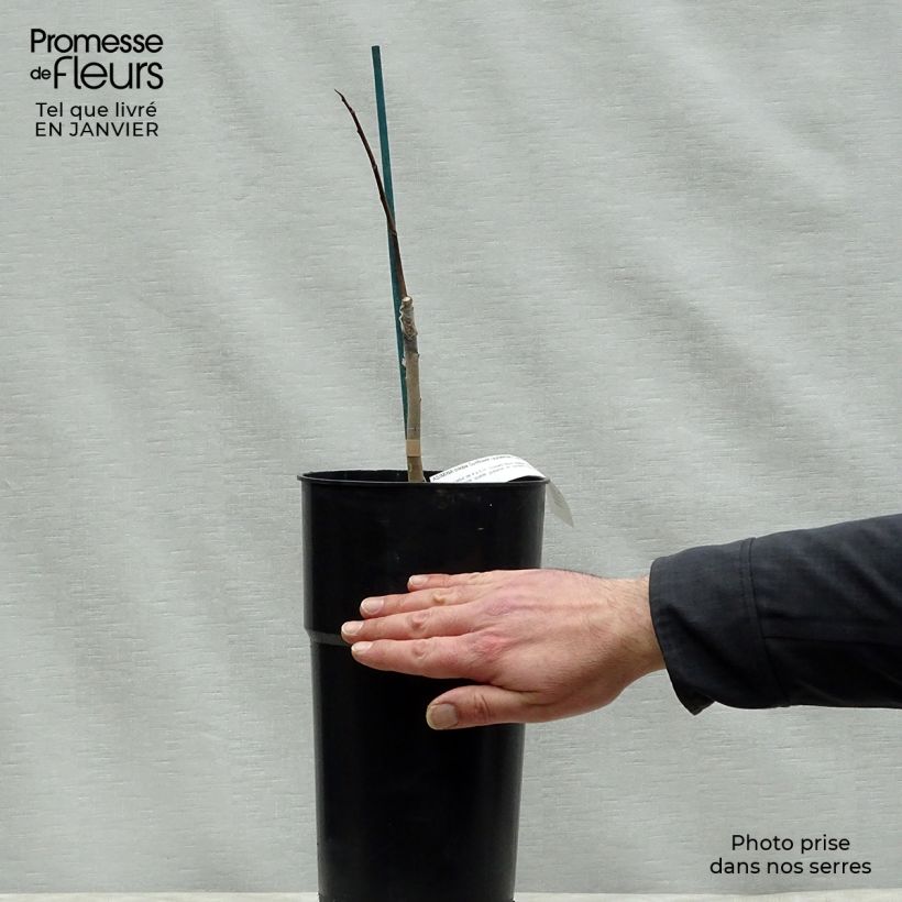 Asimina triloba Sunflower Maceta 4L/5L Ejemplar entregado en invierno