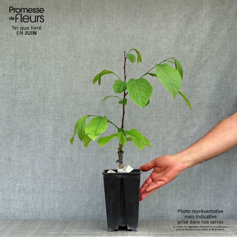 Ejemplar de Asimina triloba Overlese Maceta 3L/4L entregado en verano