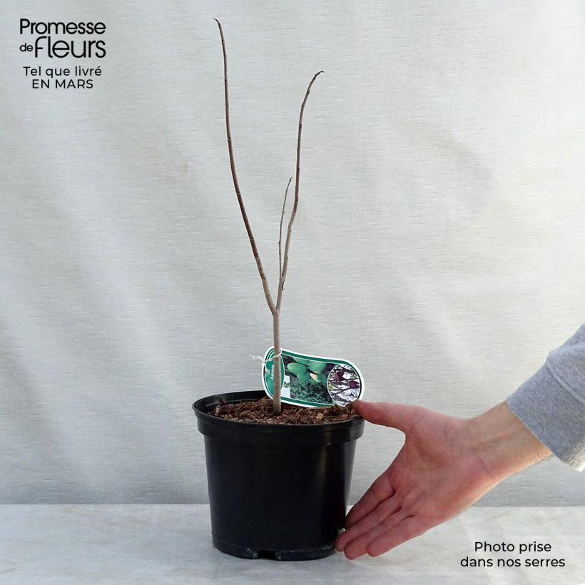 Asimina triloba - Banano de montaña Maceta 2L/3L Ejemplar entregado en la primavera