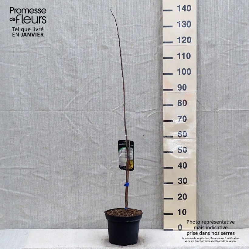 Asimina triloba Allegheny Maceta 3L/4L Ejemplar entregado en invierno