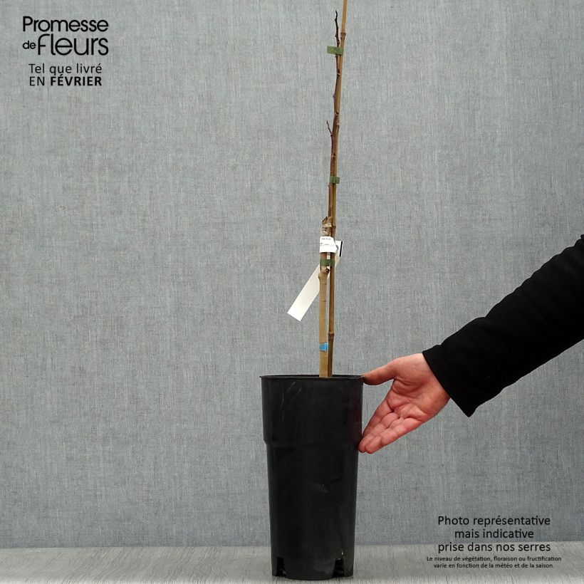 Asimina triloba Shenandoah Maceta 3L/4L Ejemplar entregado en invierno