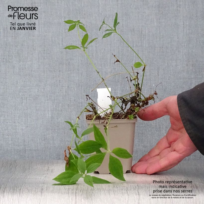 Asperula taurina Maceta de 8/9 cm Ejemplar entregado en invierno