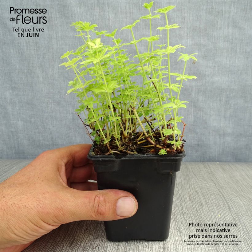 Ejemplar de Aspérula olorosa - Galium odoratum Maceta de 7/8 cm entregado en verano