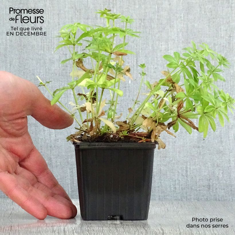 Aspérula olorosa - Galium odoratum Maceta de 7/8 cm Ejemplar entregado en invierno