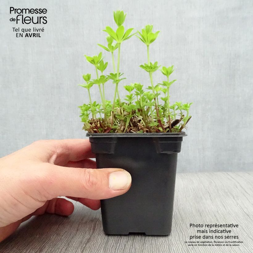 Aspérula olorosa - Galium odoratum Maceta de 7/8 cm Ejemplar entregado en la primavera