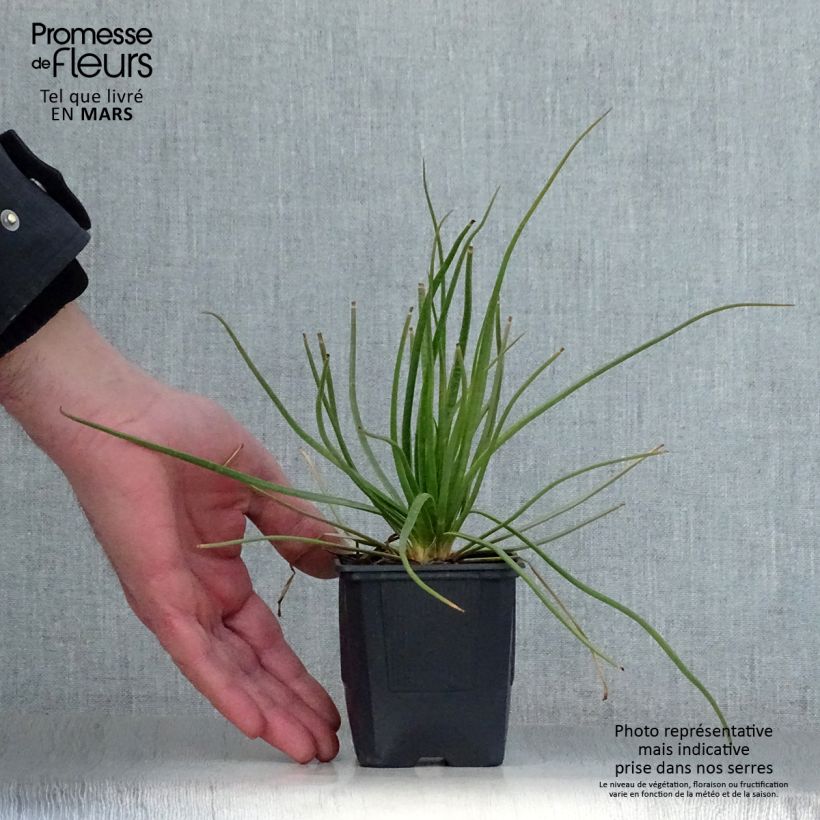 Asphodelus albus - Asfódelo Maceta de 8/9 cm Ejemplar entregado en la primavera