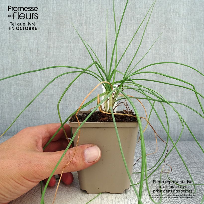 Ejemplar de Bastón de Jacob - Asphodeline liburnica Maceta de 8/9 cm entregado en otoño