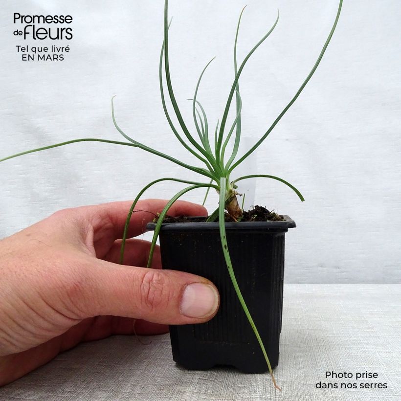 Bastón de Jacob - Asphodeline lutea Maceta de 7/8 cm Ejemplar entregado en la primavera