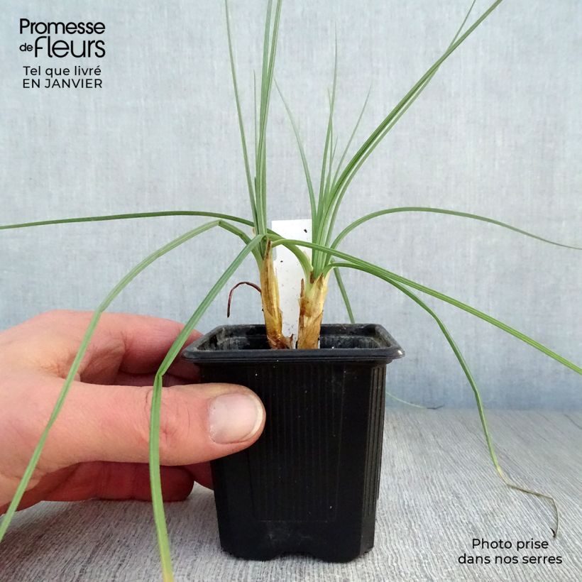 Bastón de Jacob - Asphodeline lutea Maceta de 7/8 cm Ejemplar entregado en invierno