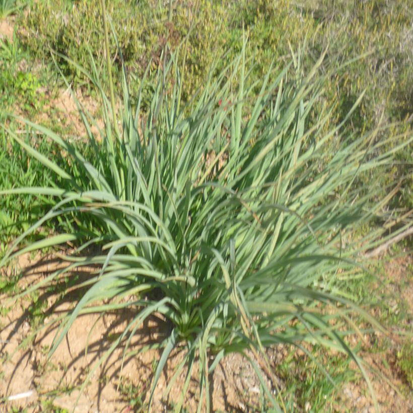 Asphodelus ramosus - Asfódelo (Follaje)