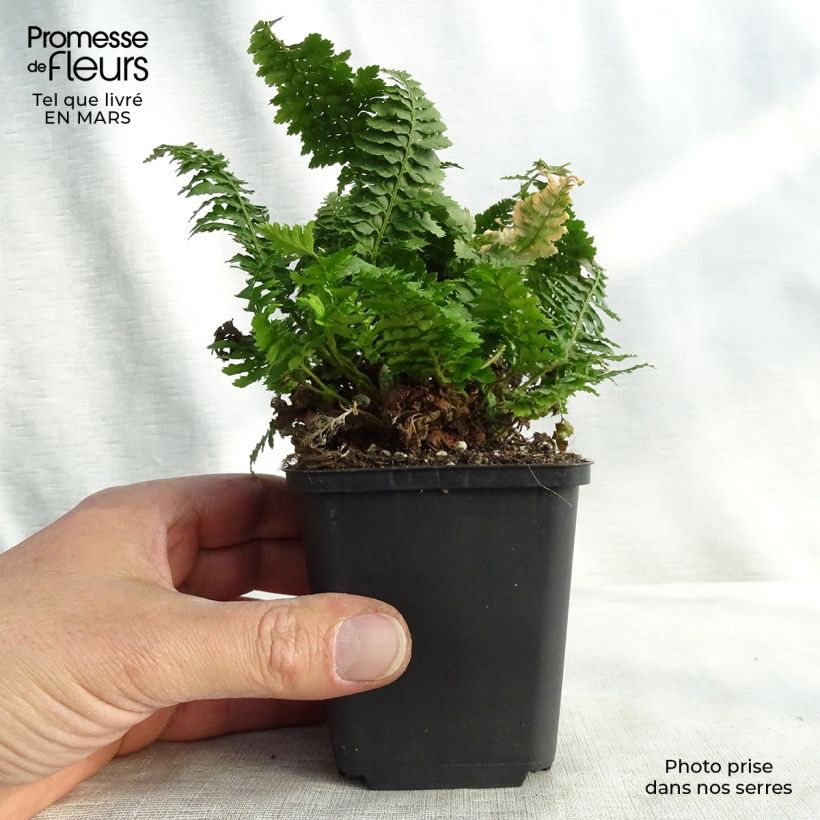 Polystichum setiferum Congestum - Helecho peludo Maceta de 8/9 cm Ejemplar entregado en invierno