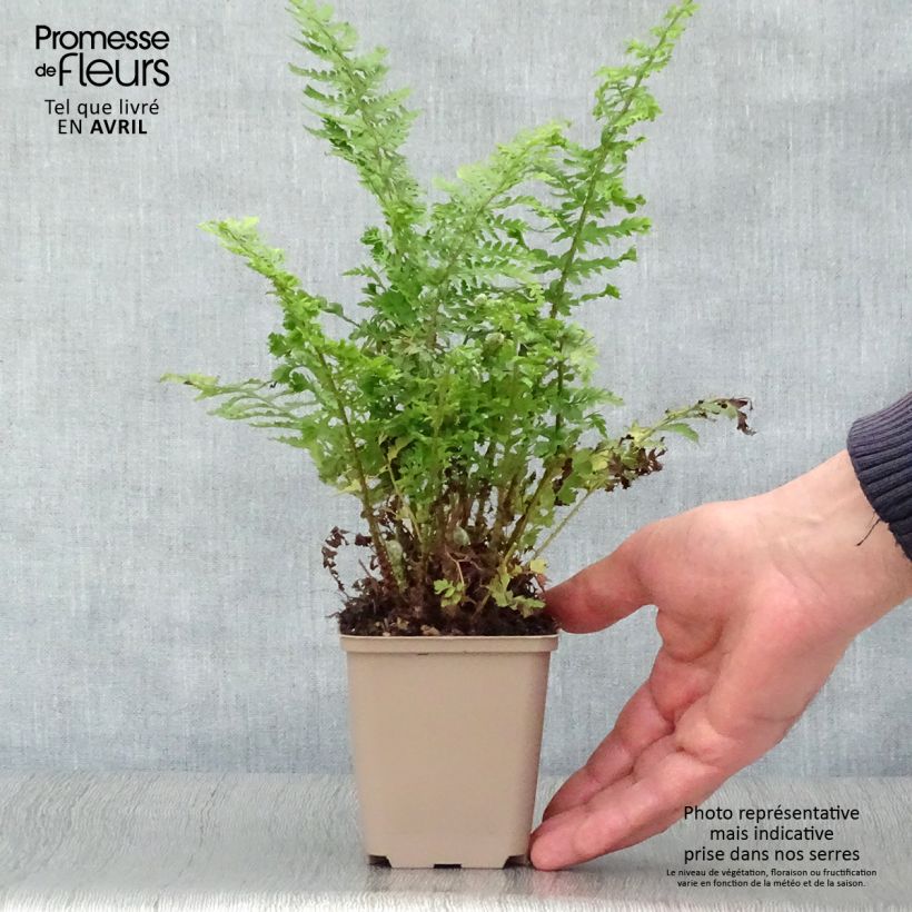 Polystichum setiferum Proliferum Wollastonii - Helecho peludo Maceta de 8/9 cm Ejemplar entregado en la primavera