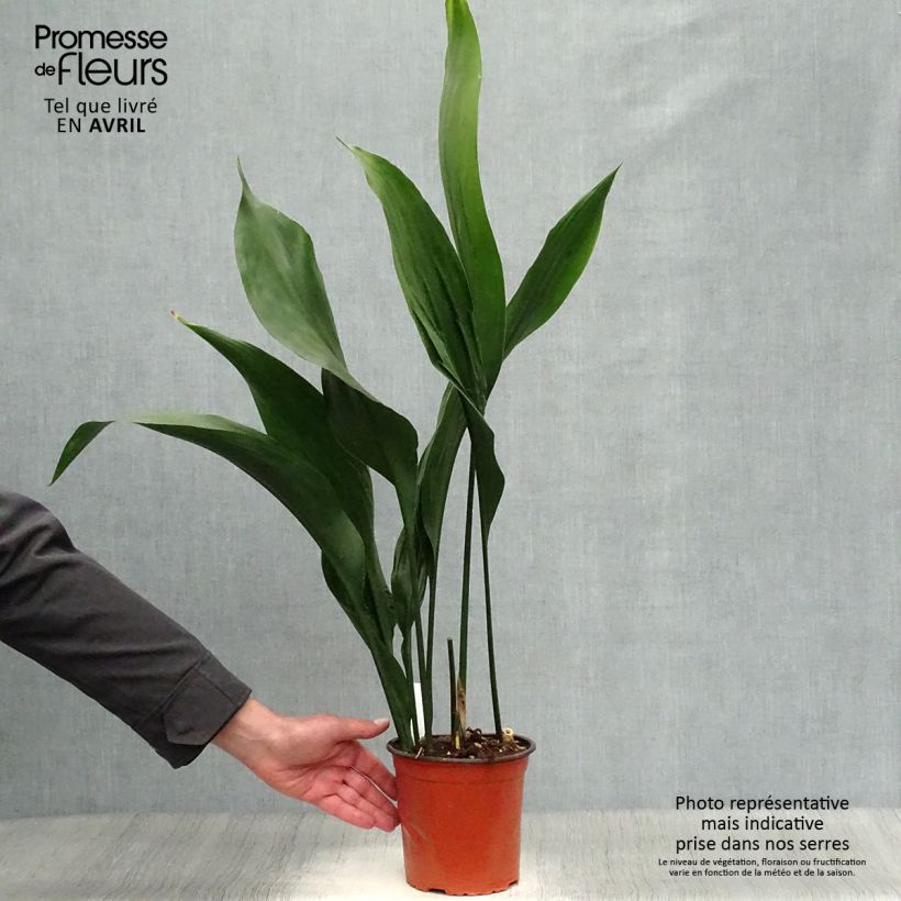 Aspidistra elatior Maceta 2L/3L Ejemplar entregado en invierno