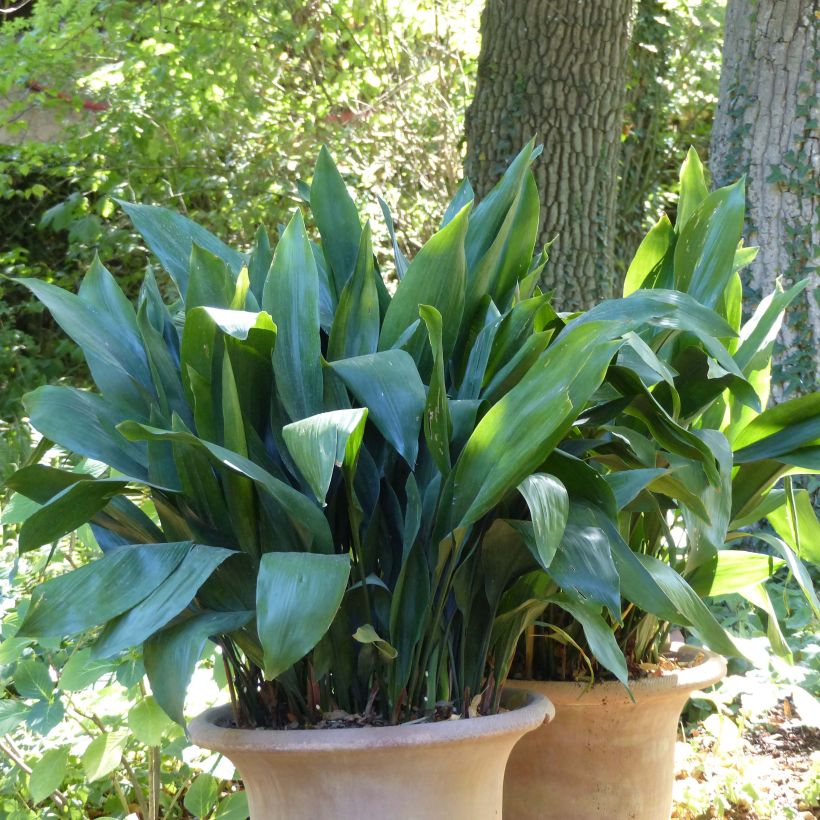 Aspidistra elatior (Porte)